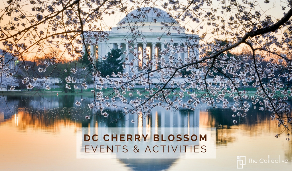 DC Cherry Blossom Events & Activities