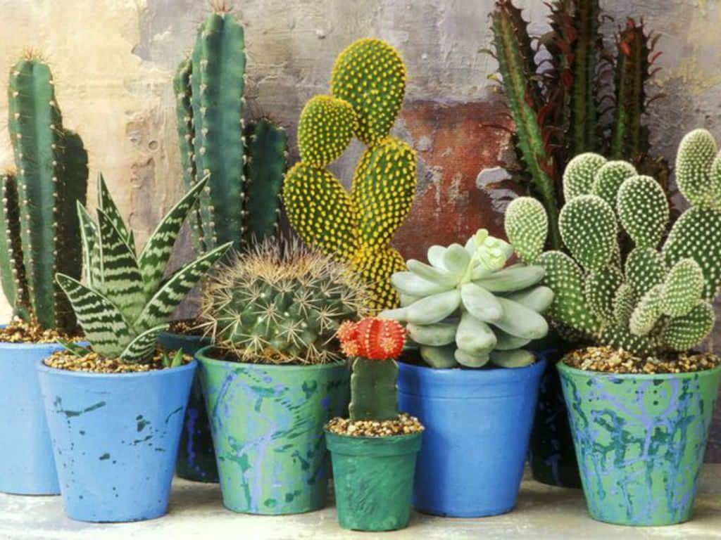 The-Collective-Succulent-Cacti-Plant-Spring-Season