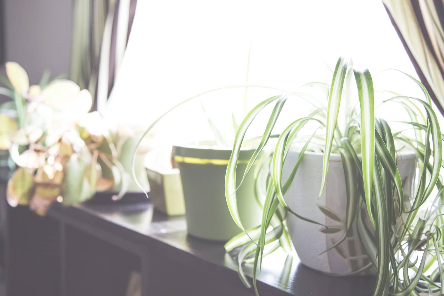 The-Collective-Spider-Plant-Spring-Season