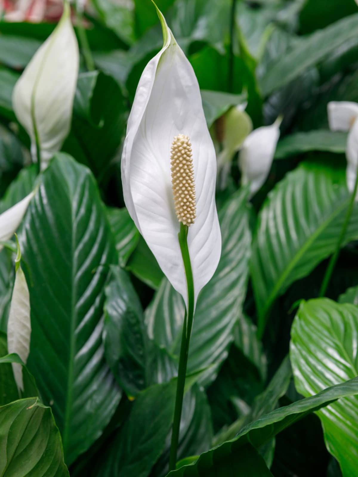 The-Collective-Peace-Lily-Plant-Spring-Season