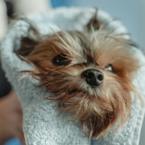 A small, wet dog wrapped in a gray towel, looking upwards.